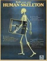 Build your own Human Skeleton